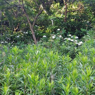 あんな奥にも紫陽花がたくさん☺️