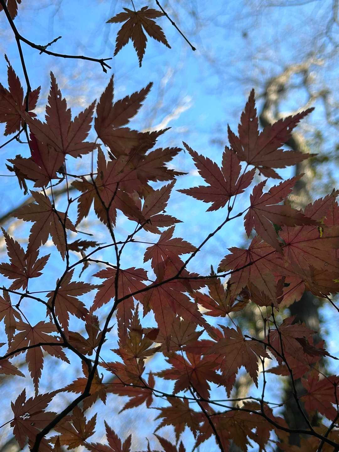 🍁