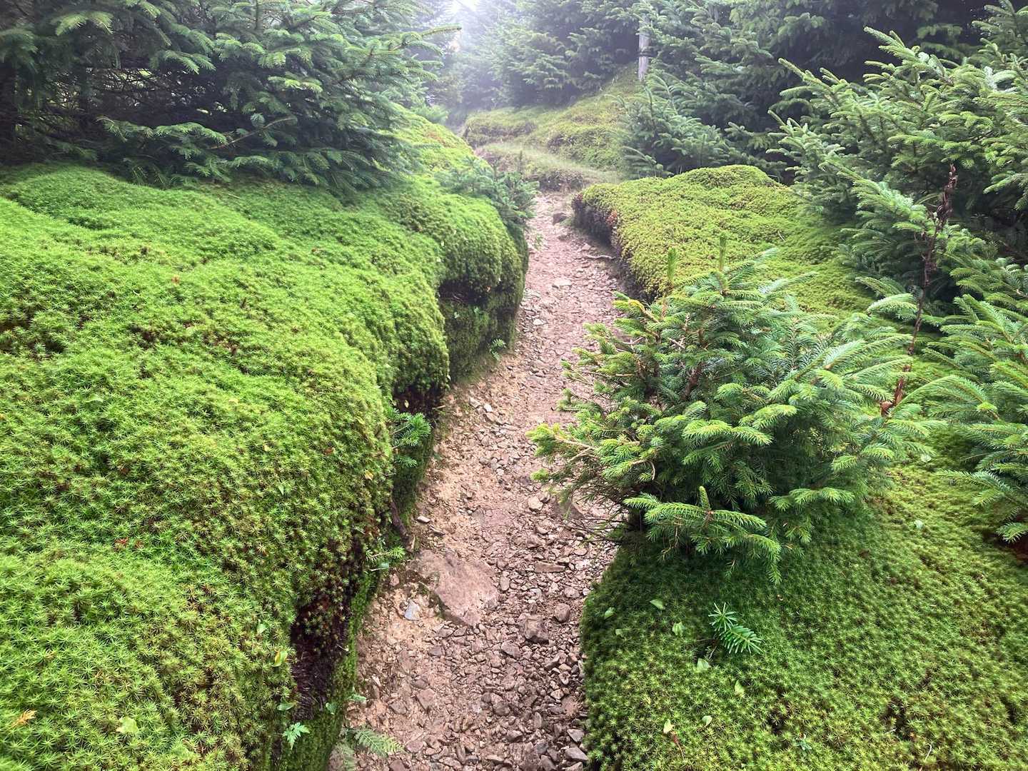 八経ヶ岳 | 近畿最高峰の絶景パノラマ。苔むす原生林を抜け大峰の峰々を望むの写真