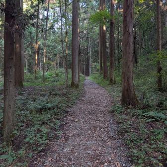 朝は日陰は寒いくらいですね