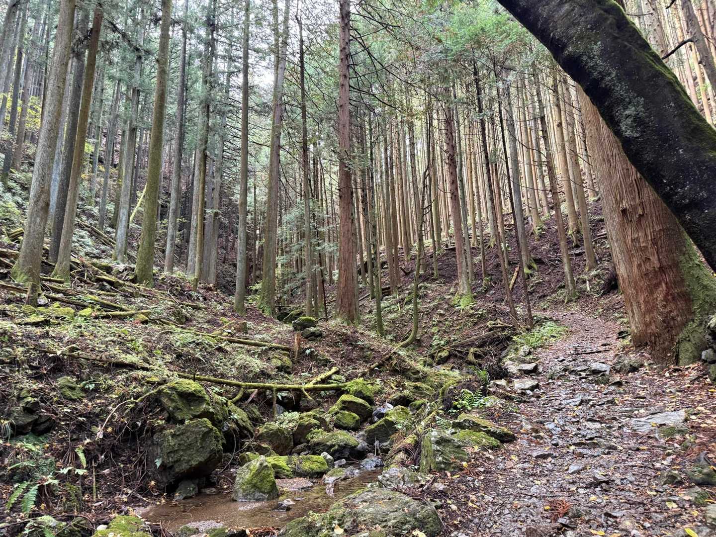 正丸駅-伊豆ヶ岳登山口-伊豆ヶ岳-長岩峠-伊豆ヶ岳登山口 周回コースの写真