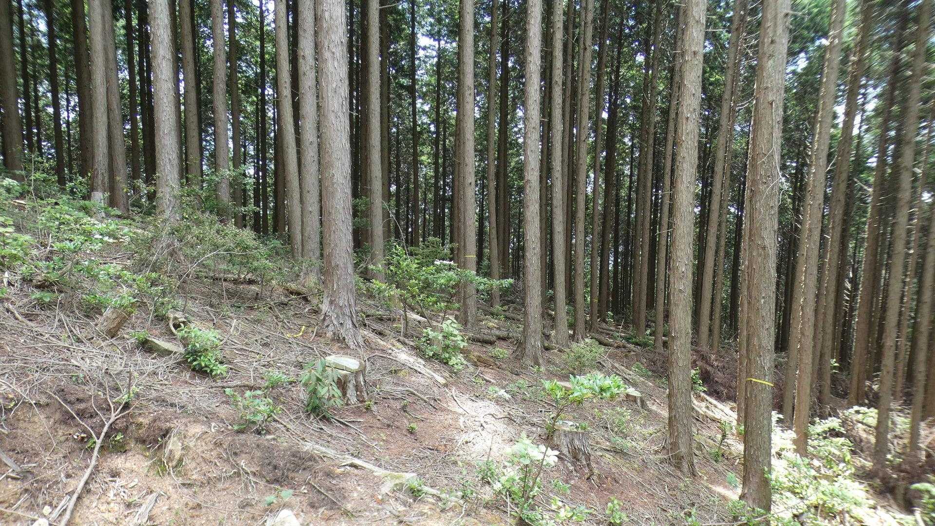 とかいいつつ、作業道を外れ、無理やりもう一本の山道へ接続。