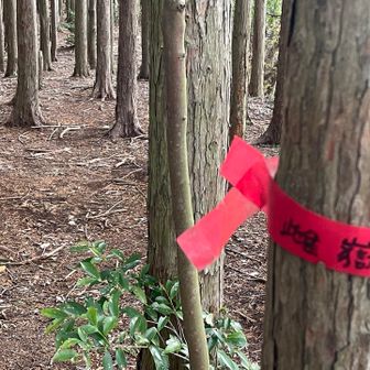 雌岳に行ってみる
良い道が続いていると思ったが、、、
基準点から先は落葉フカフカの急下り

あきらめて引き返す