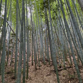 竹林のお出迎え
全体的に竹林が多いコースでした
