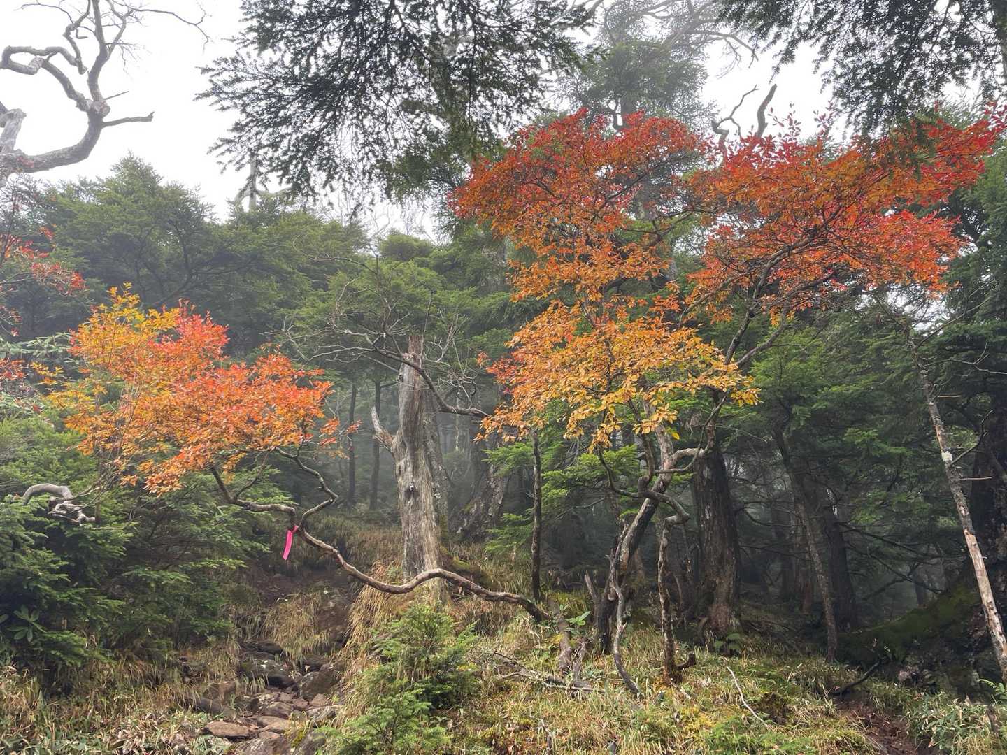 太郎山登山口-山王帽子山-太郎山 往復コースの写真