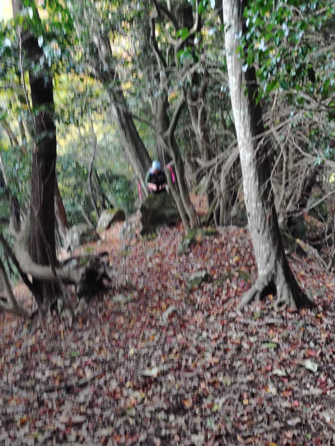由良ヶ岳-由良ヶ岳 縦走コースの写真