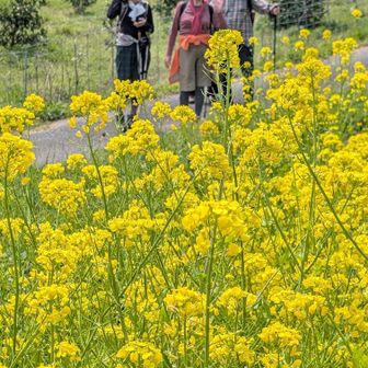 無事に降りてきました😅菜の花❤️お疲れ様でした😊