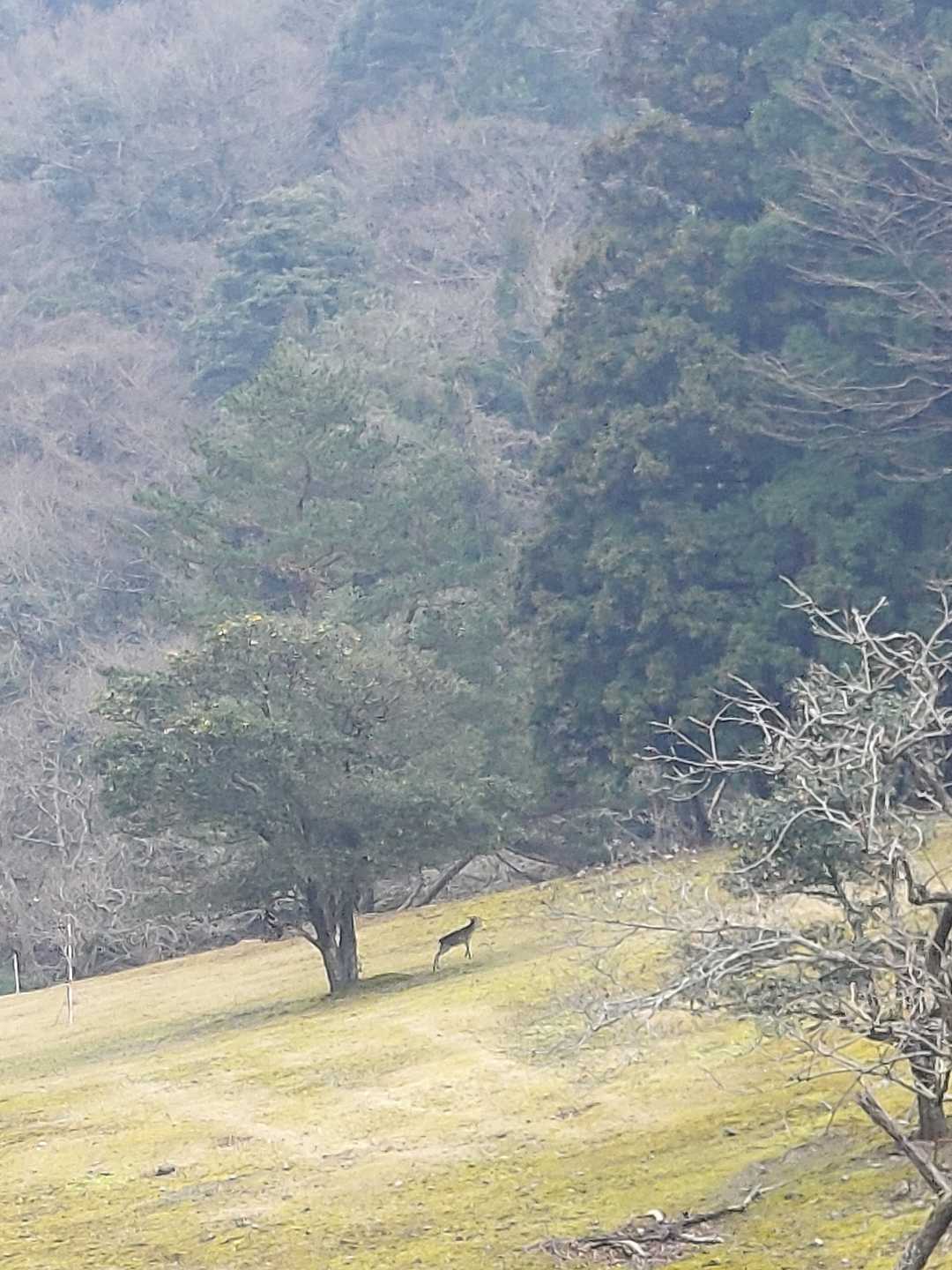 あ、鹿さん