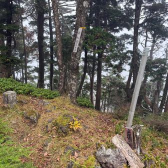 頂仙岳山頂。この辺周回してる間は誰にも会いませんでした。