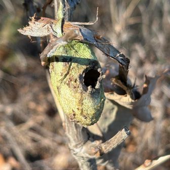 天蚕（ヤママユガ）の繭
大変稀少な野生の蚕です
富岡製糸場以外で初めて出会いました
見つけてくれたhimeちゃんありがとう🥰

調べたところ8〜9月で繭から出て１週間〜10日程でその寿命を終えるそうなので、今この繭の主は天寿を全うしているのでしょう
新しい命が受け継がれているなら、卵の状態で越冬中です
厳しい自然界で懸命に生きるヤママユガ
またどこかの山で子孫たちに出会えるといいな