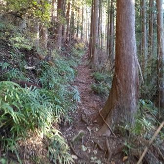 ようやく登山道へ