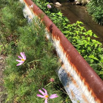 コスモスが川辺で早咲き🌸