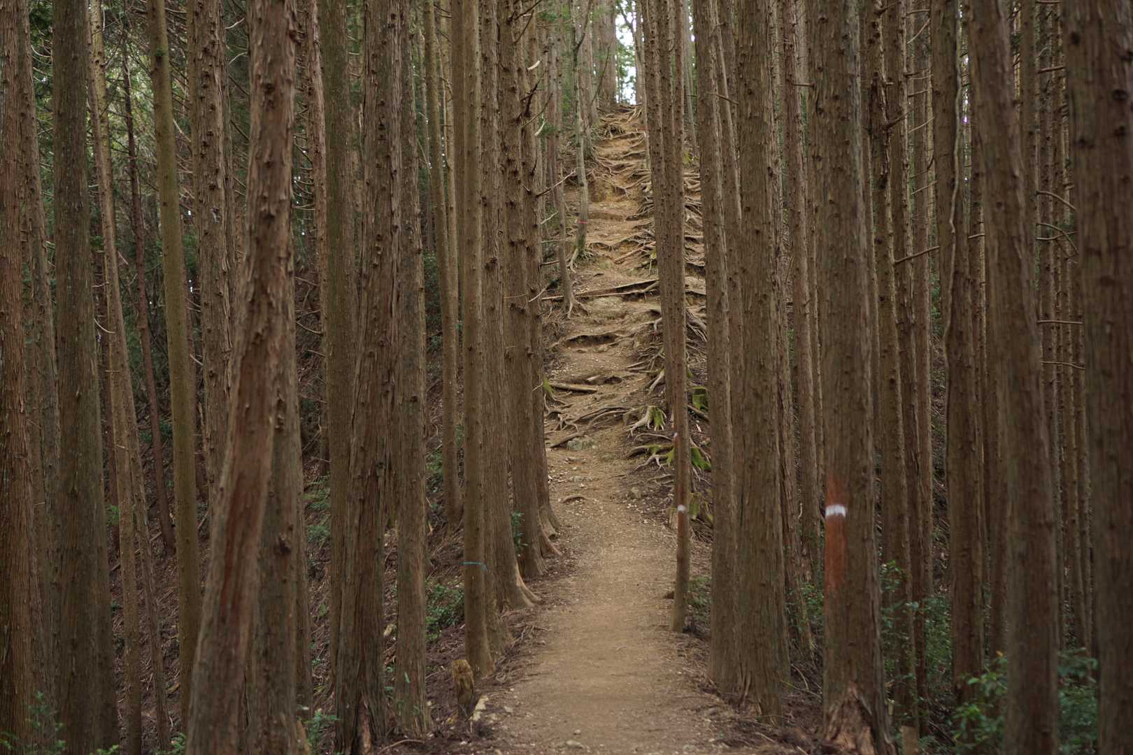 うわー、まっすぐー😵