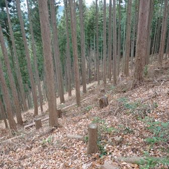 綺麗な作業道が延びていた