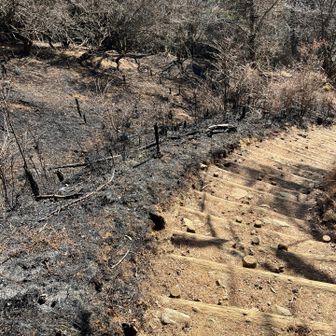 少し山火事の影響出てます。
火は登山道を越えなかったみたいです。
幅広で整備されてた箇所だからかもしれません。