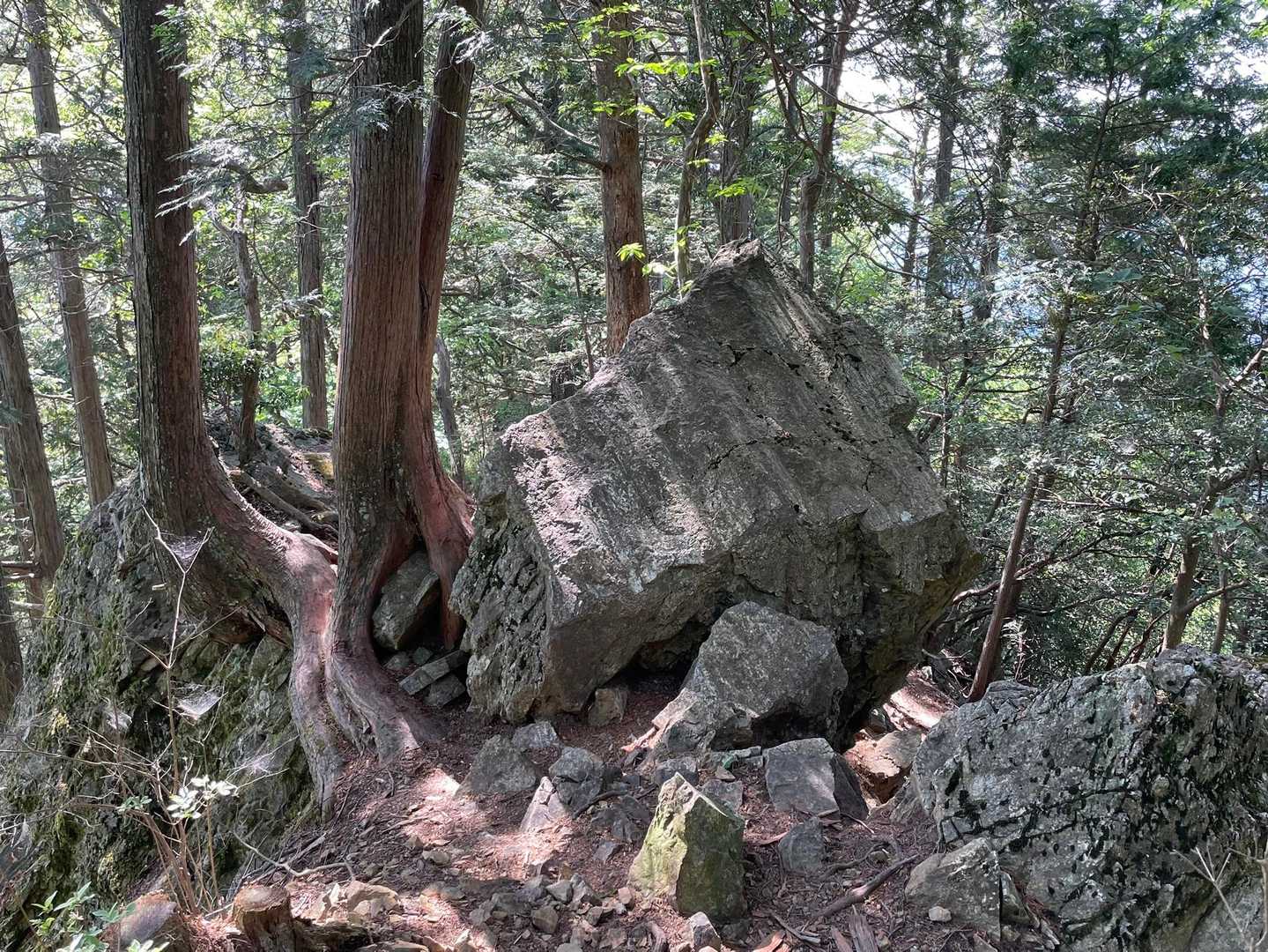 通過後の📸
左側の木の間か、木と岩の間か？迷うと思いますが左側は切れ落ちているのでどちらも出来ず…右側に一旦降りて岩と岩の間から登りました。
こことこの後の岩ゾーンが今日イチ緊張したところ😭