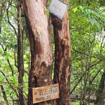 登山道から少し離れ
若王子山に登る