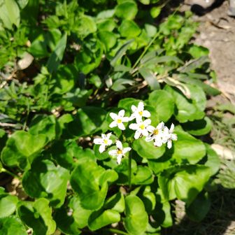 イワイチョウが咲いていた