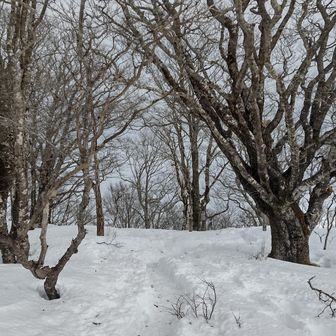 粉雪が舞ってます🌨️
キレイ✨