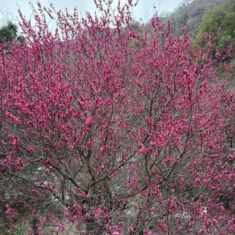 茨城は梅が景色に相まって綺麗ですよねー