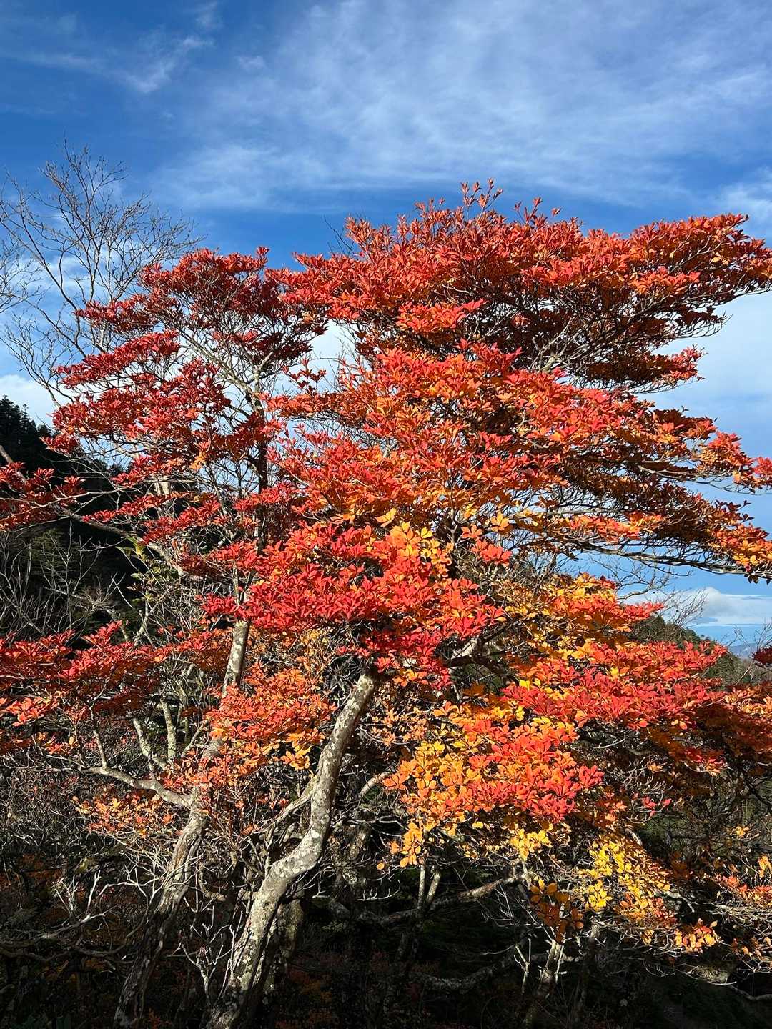 紅葉が綺麗🍁