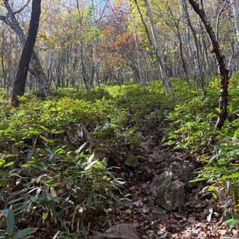ヤマノススメで見た記憶がすごいある登山道
