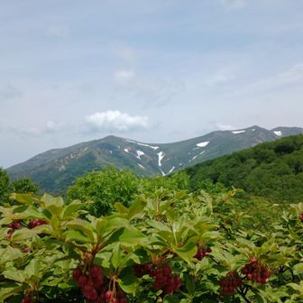 ベニサラサドウダン？と平標山､仙ノ倉山