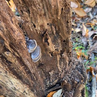 シジミみたいなやつ