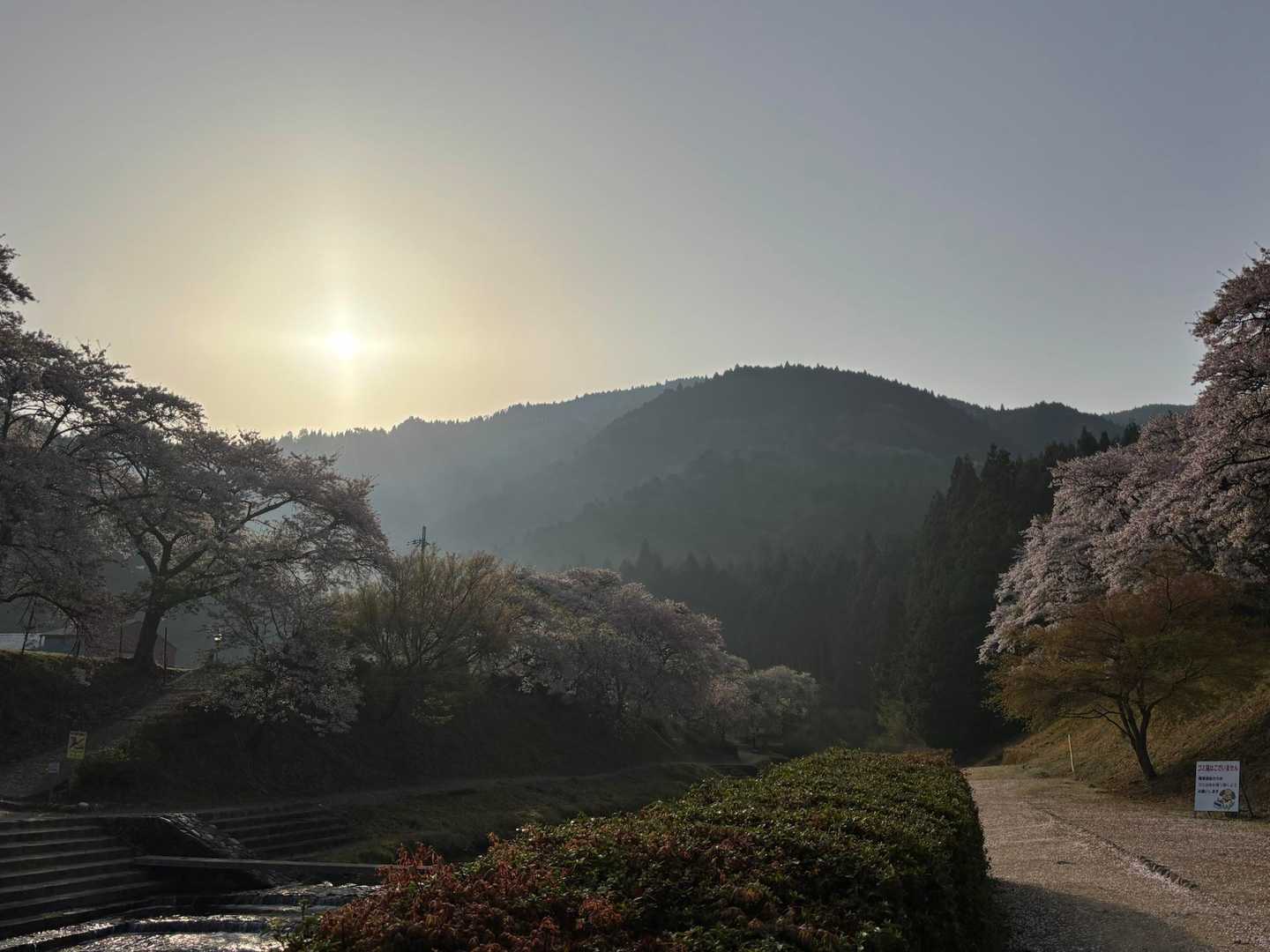 朝日と桜
しかし、逆光なので色がない
私の頭は髪がない、もうええか🤣