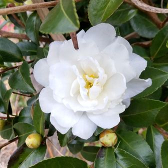 白い椿？、サザンカ？