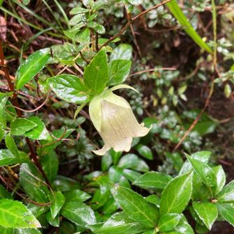 可愛らしい釣り鐘の花