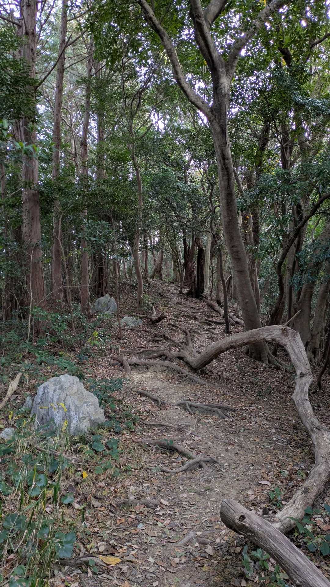 近所の裏山みたいな感じの遊歩道みたいな道を進み