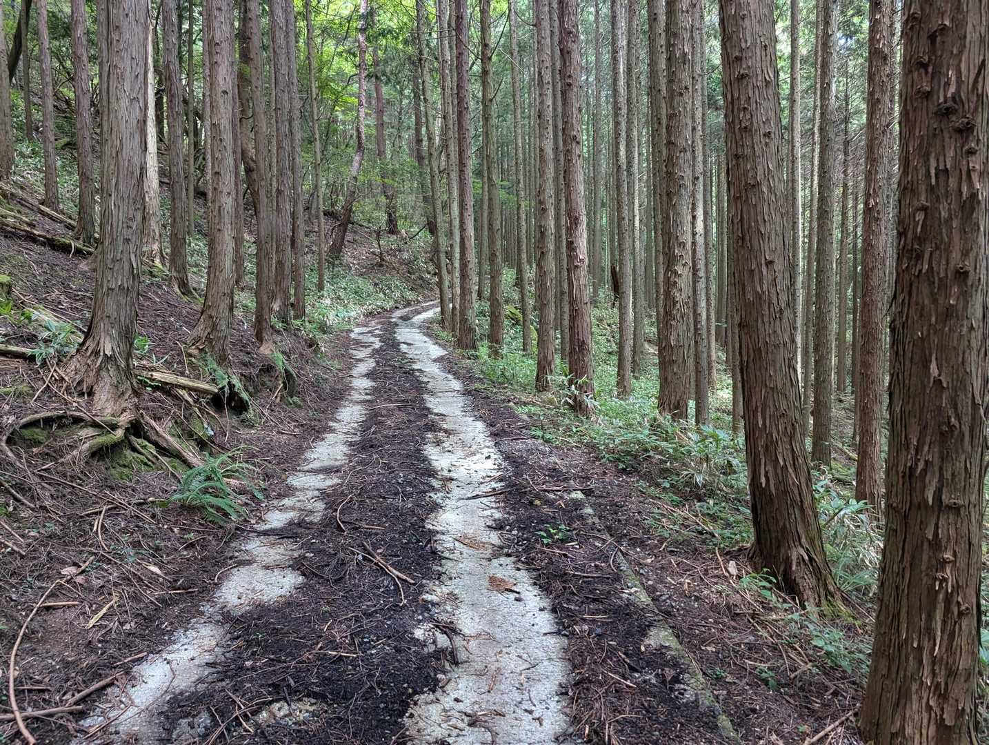 猪辻山 往復コースの写真