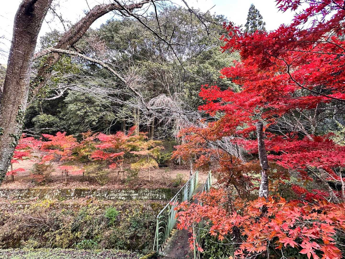 有田ダム登山口方面から下山、その道中！
