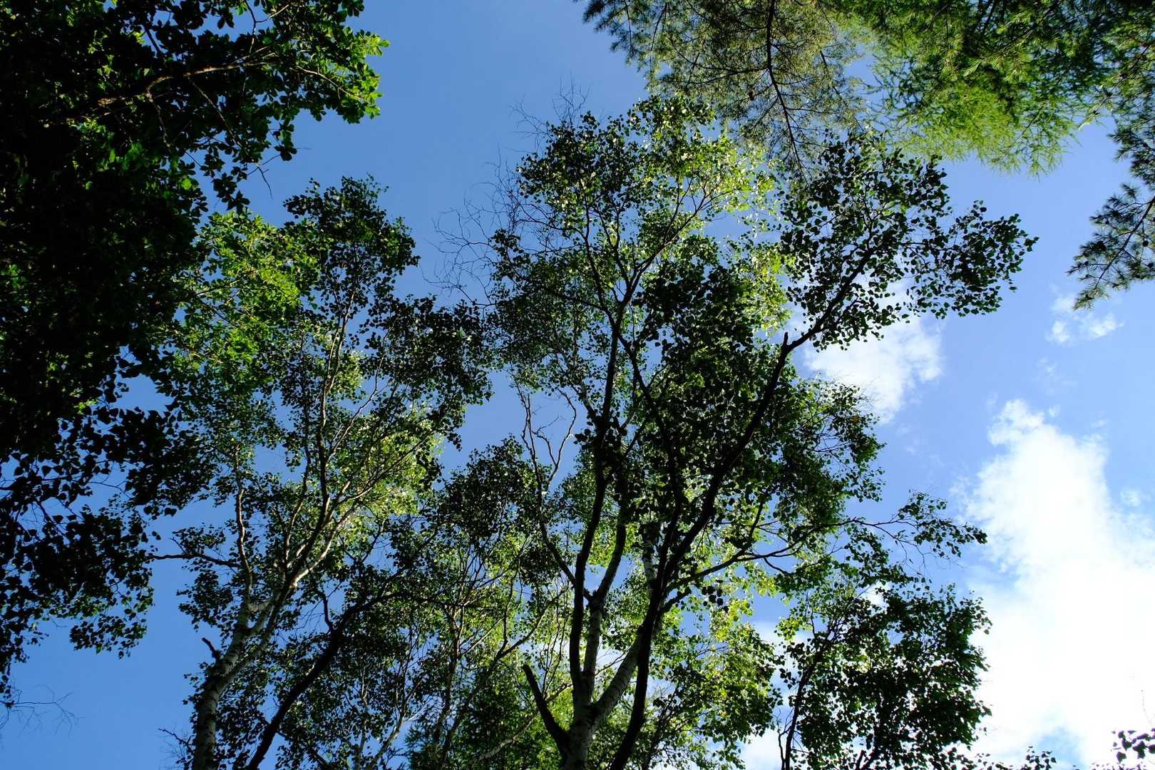 八ヶ岳の青空　朝は薄い雲とたまに晴れ。予報は昼頃が晴マーク。八ヶ岳ブルーは山頂でいつでも撮れると思っていましたが。。