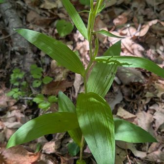 ササバギンラン咲き終わると葉っぱが広がるんですね〜
