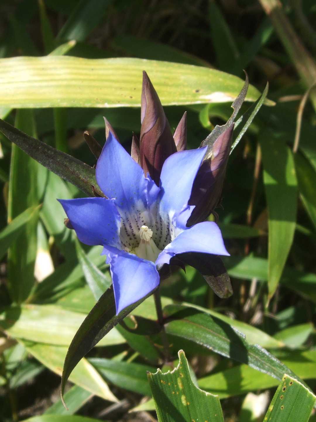 リンドウ