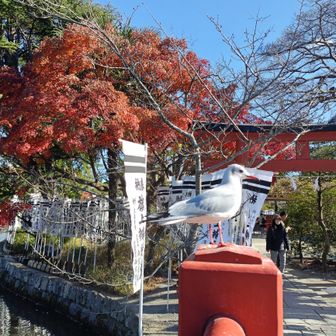 🍁​鶴岡八幡宮で日本に渡ってくる渡り鳥、ユリカモメを見ることができました。