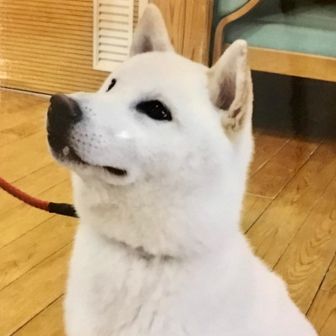 Haru