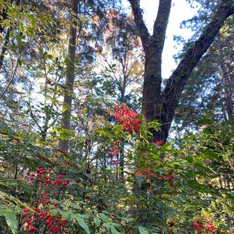 この道は赤い実だらけ🍒
ナンテンかな？
赤い実っていろんな種類ありますね