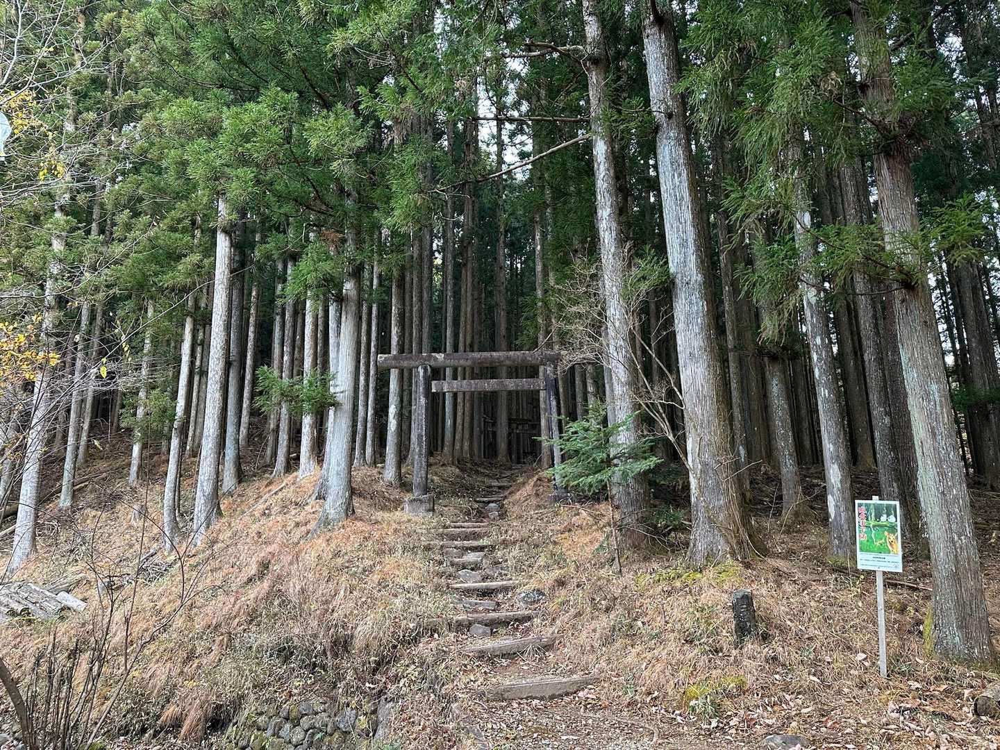林業の山ですね