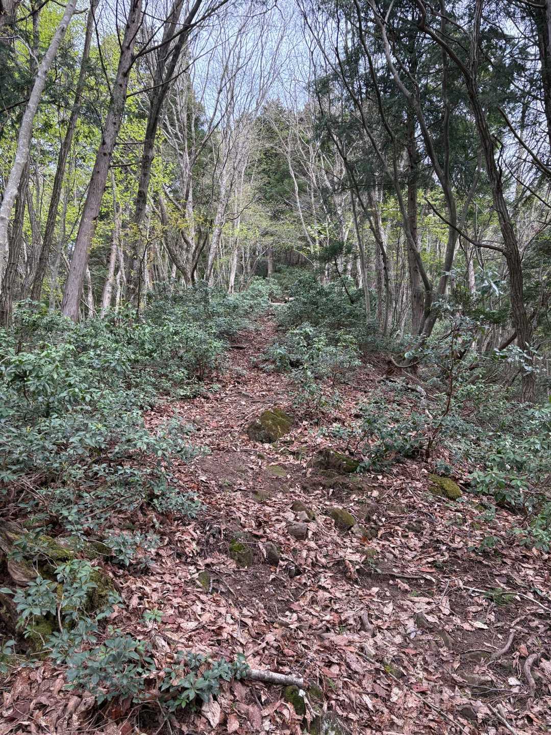 急登で道も荒れ気味で歩きにくい💦