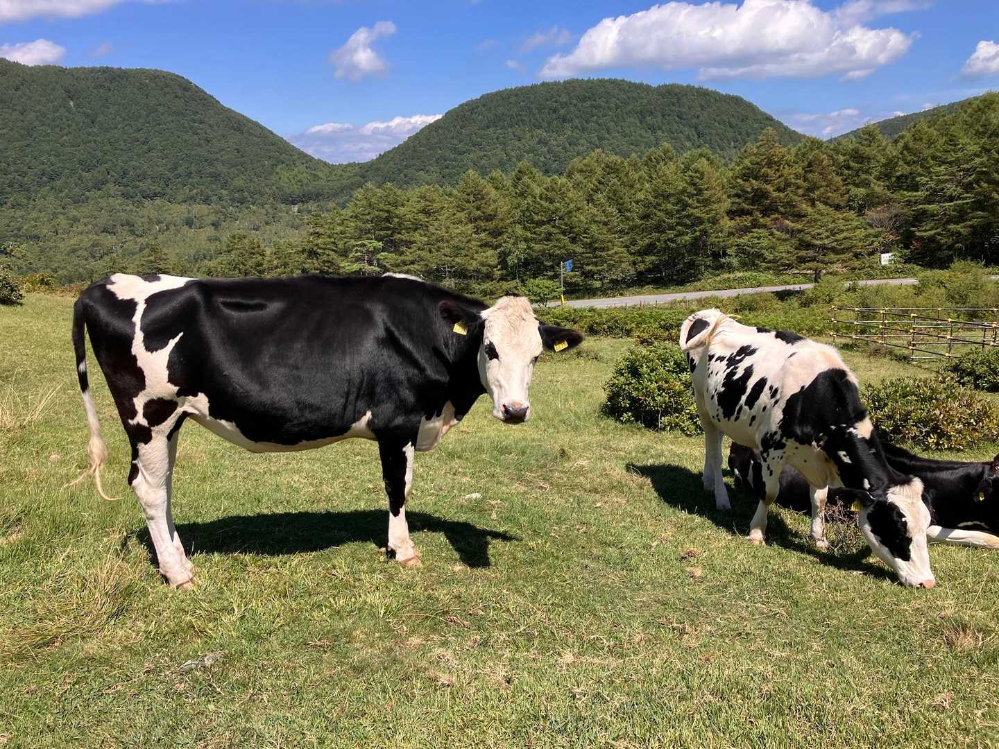 この子達でした🐂