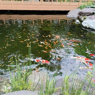 愛宕神社の池
金魚くらいの大きさの鯉もたくさんいた。
２年前はねこもいたけど見当たらず…。