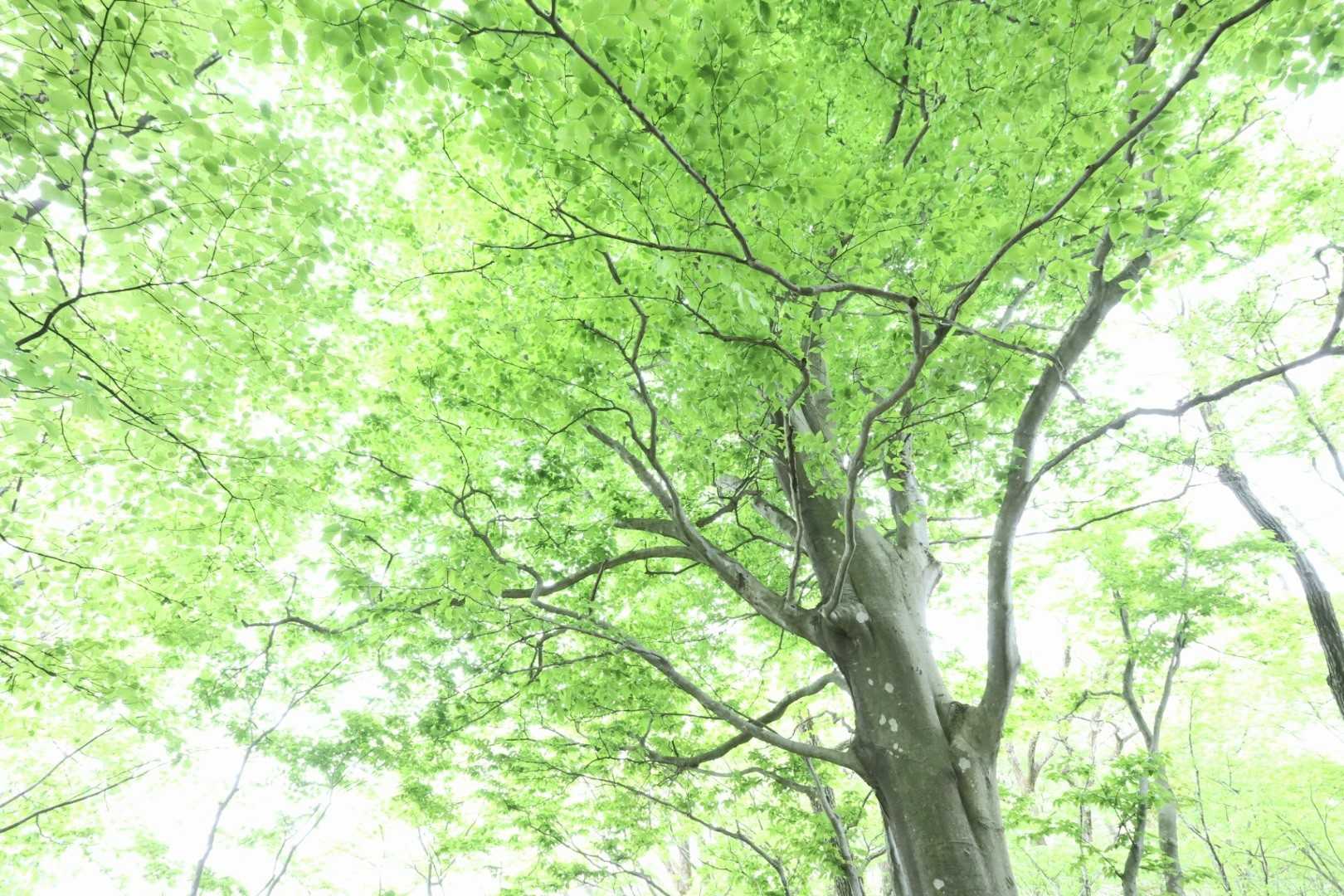 猿毛岳 周回コースの写真