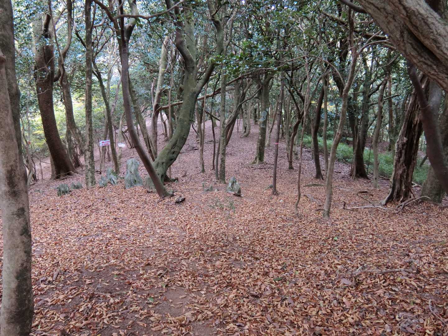 良い感じの尾根道もあれば