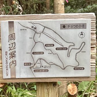 チョウの小径は虫が凄そうだったから断念。
