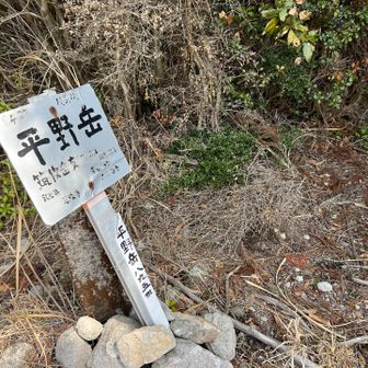 平野岳