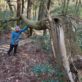 途中の木…
めっちゃ大きい木がバキバキと！