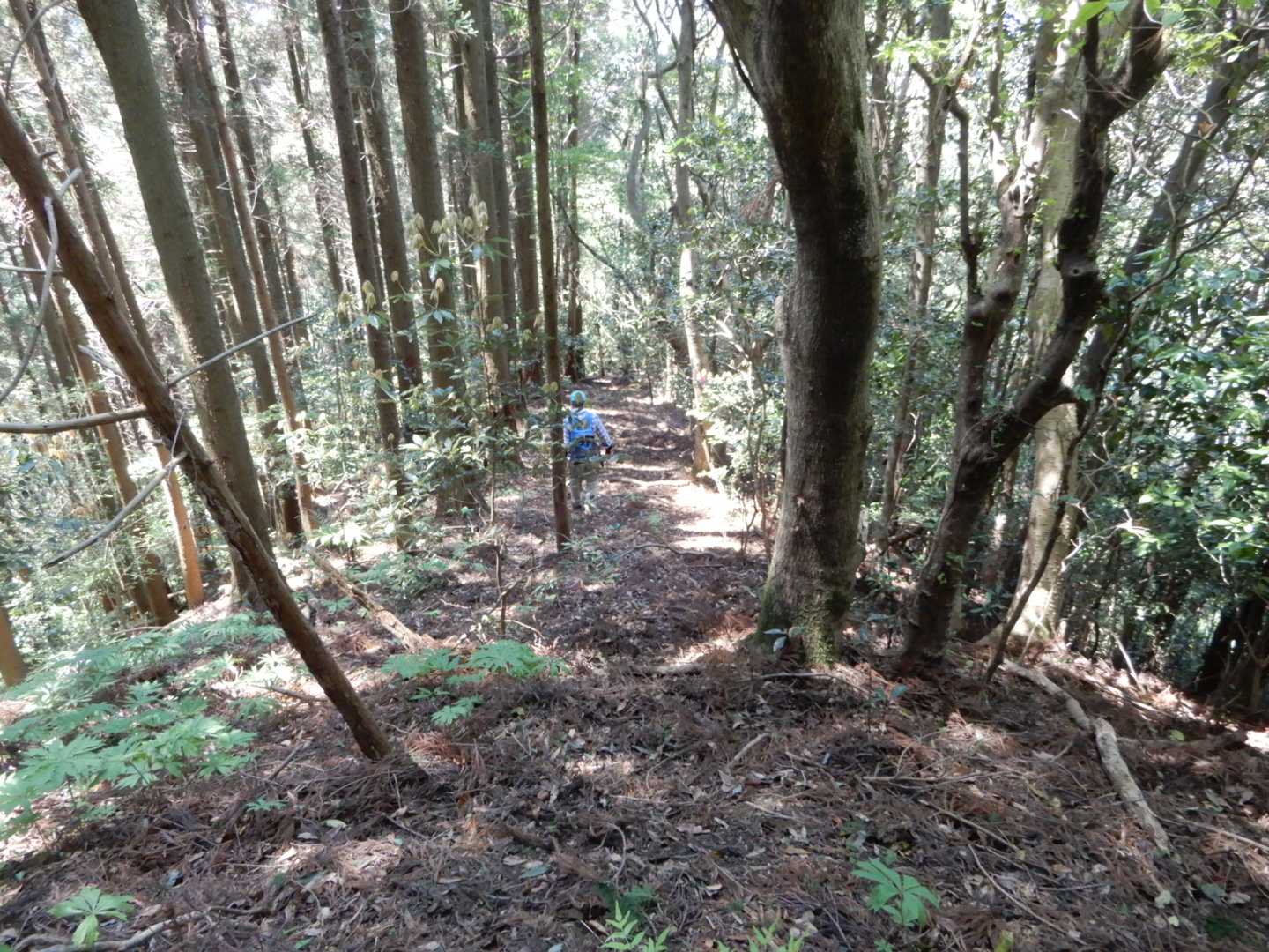 下山はそのまま尾根を下る